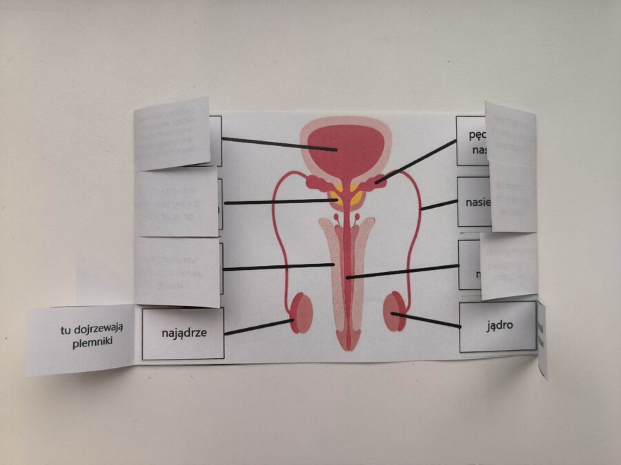 Układ rozrodczy męski - okienkowa notatka