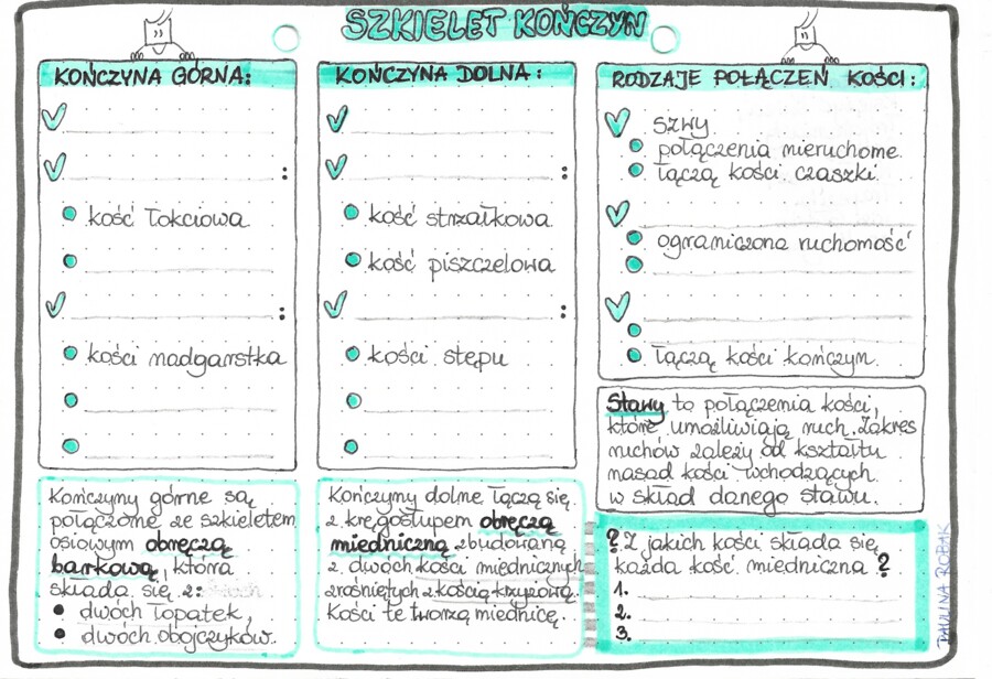 Układ szkieletowy (kostny) - szkielet kończyn - klasa 7 - kolor