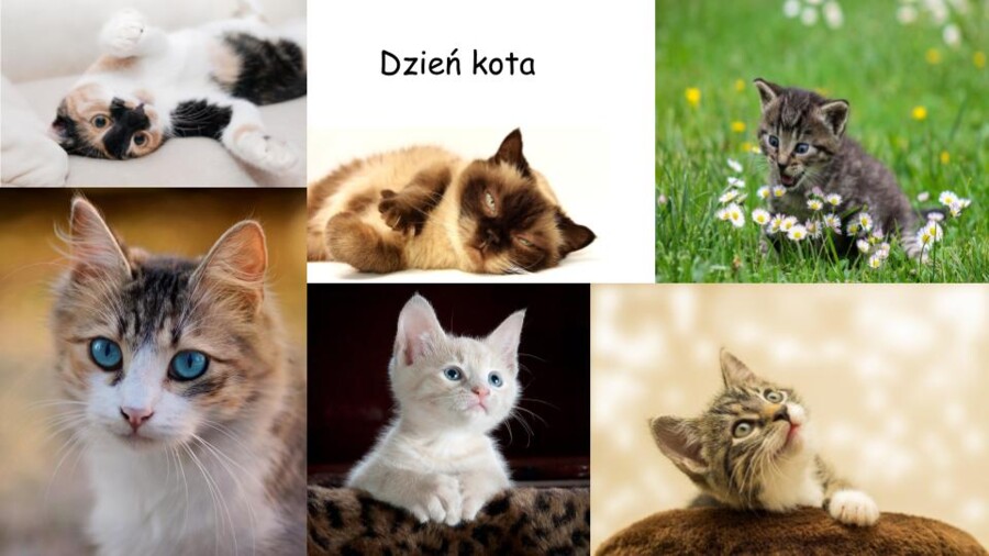 Zadanka na dzień kota