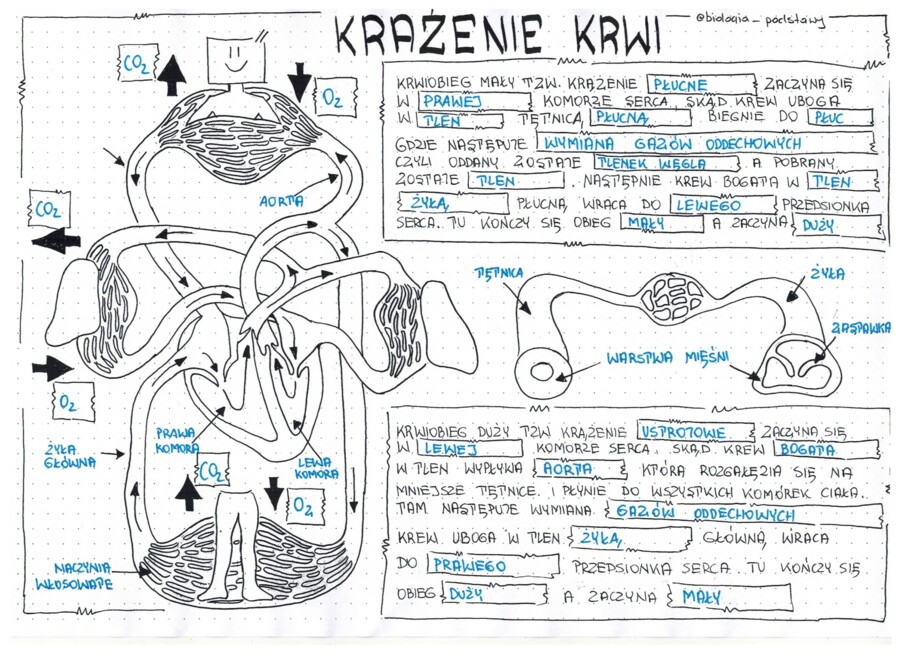 Klasa 7 - Krwiobiegi - sketchnotka