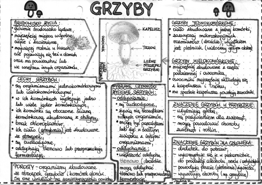 Grzyby - szarość (klasa 5)