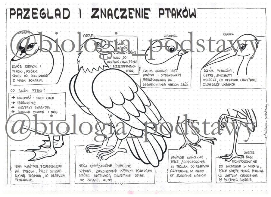 Ptaki - przegląd i znaczenie - klasa 6 - sketchnotka