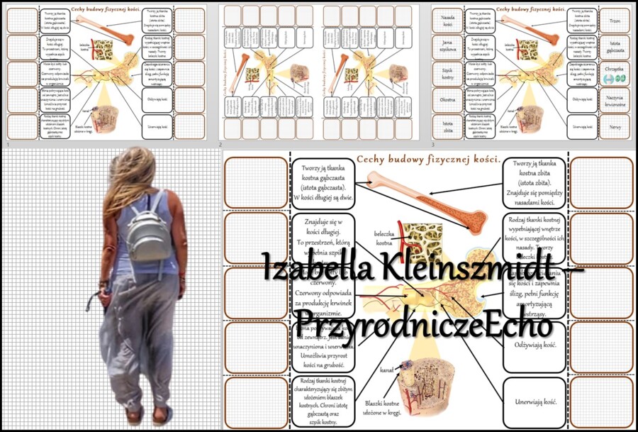 Notatka okienkowa/stacja zadaniowe/notatka interaktywna/notatka graficzna/karta pracy/sketchnotka „Budowa fizyczna kości”, „Budowa kości”. w pdf. Biologia 7, dział „Aparat ruchu”. Materiał wykonany na podstawie podręcznika z wydawnictwa Nowa Era – nowość