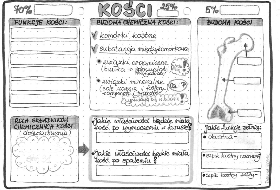 Kości - układ szkieletowy (kostny) - klasa 7 - szarość