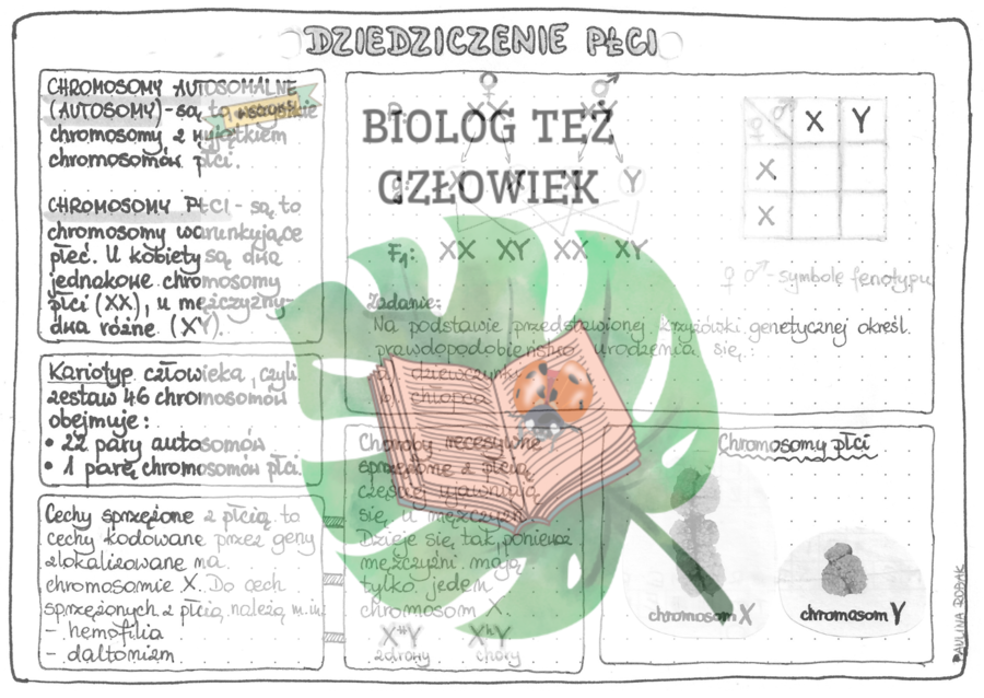 Dziedziczenie płci (GENETYKA) - szarość