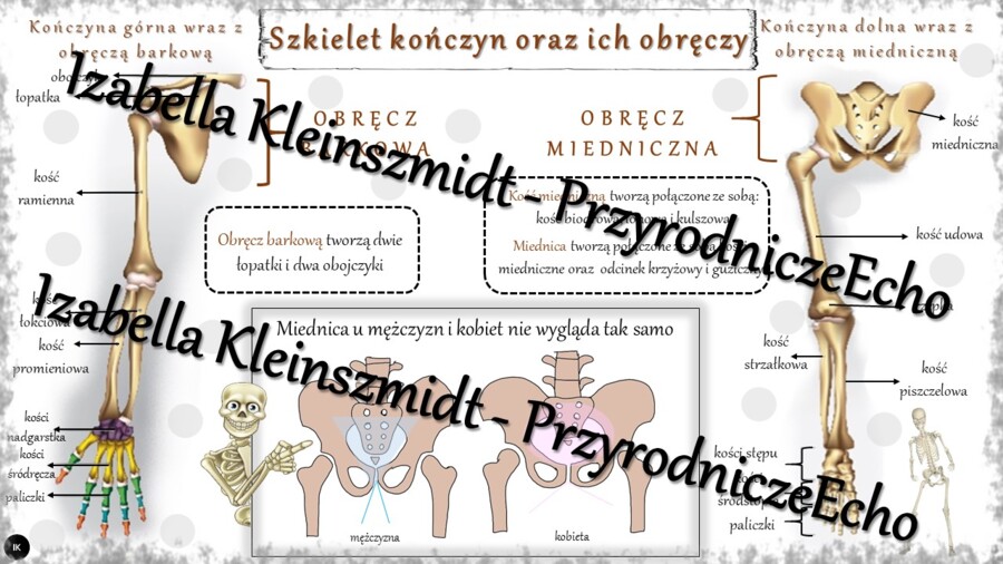 Sketchnotka - notatka „Szkielet kończyn i obręczy” wykonana w power point do edycji. Biologia 7; „Aparat ruchu”