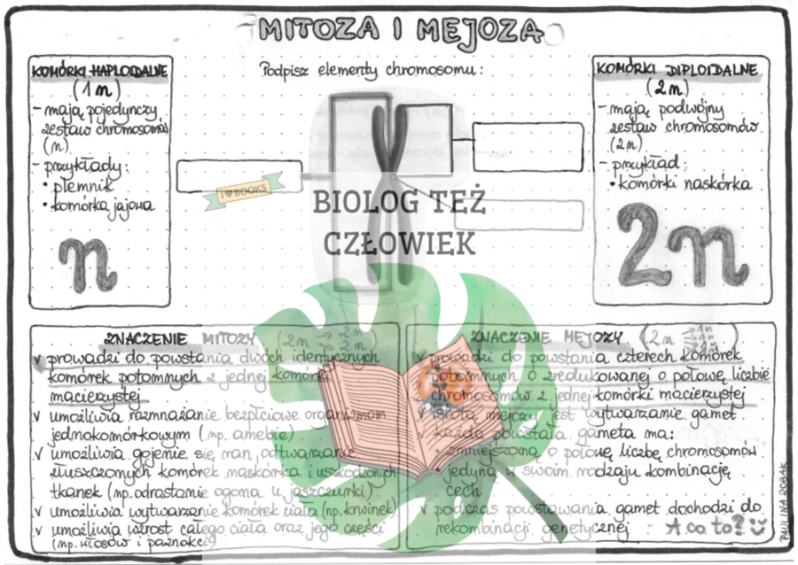 Genetyka - mitoza i mejoza - szarość