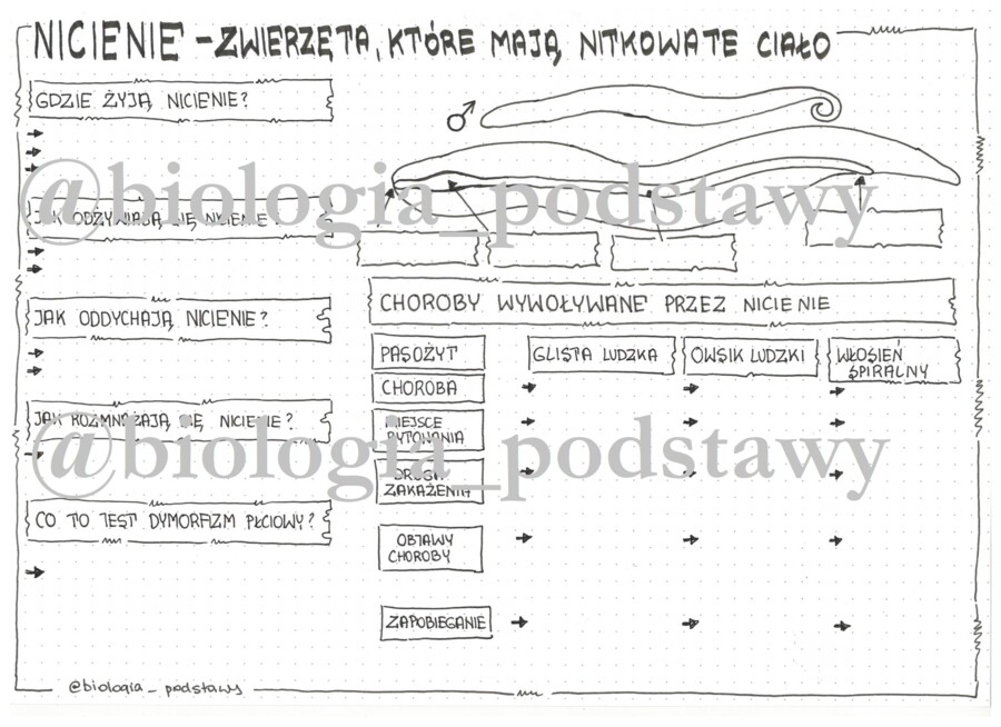 Klasa 6 - Nicienie - karta pracy