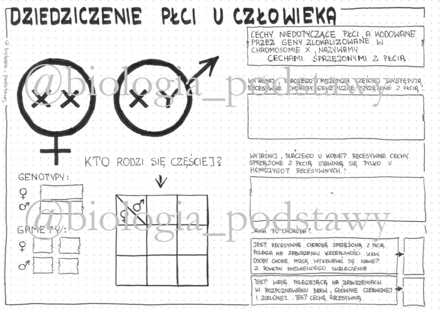 Klasa 8 - Dziedziczenie płci u człowieka - KP