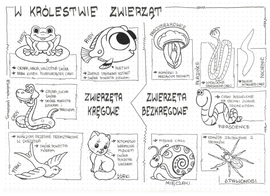 Klasa 6 - W królestwie zwierząt - sketchnotka