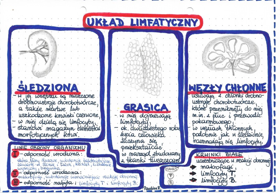 Układ limfatyczny - kolor - klasa 7