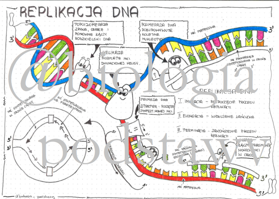 Klasa 8 - Replikacja DNA - sketchnotka