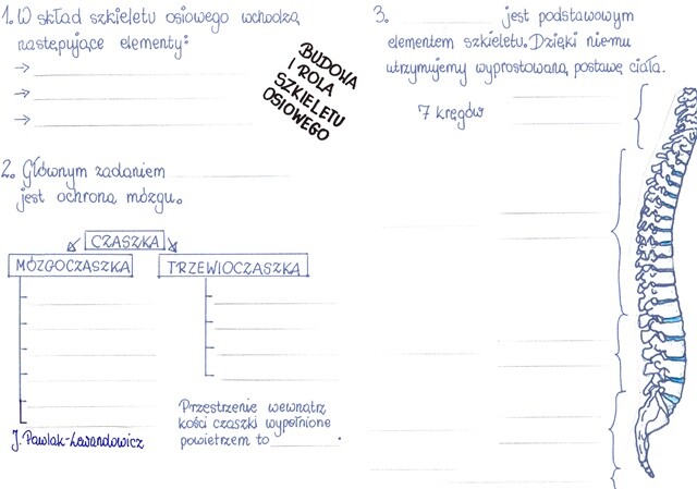 Rola i budowa szkieletu osiowego - część 1 - KP