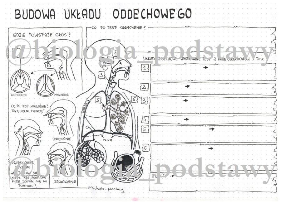 Klasa 7 - Budowa układu oddechowego - KP