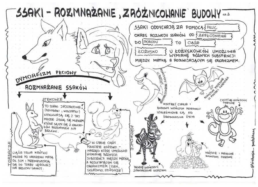 Ssaki - klasa 6 - gotowa sketchnotka