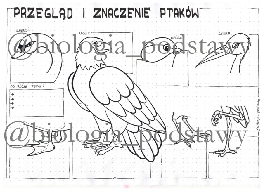 Ptaki - przegląd i znaczenie - klasa 6 - sketchnotka