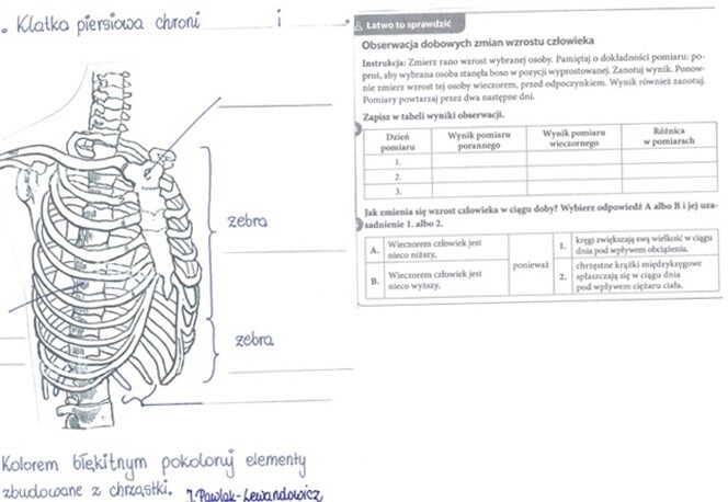 Rola i budowa szkieletu osiowego - część 2 - KP