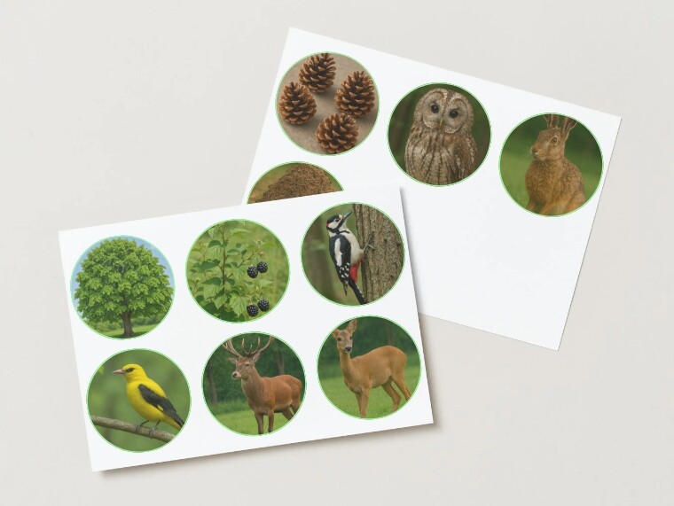 Ilustrowane karty pracy. Dopasuj ilustrację (element lasu) do podpisu.