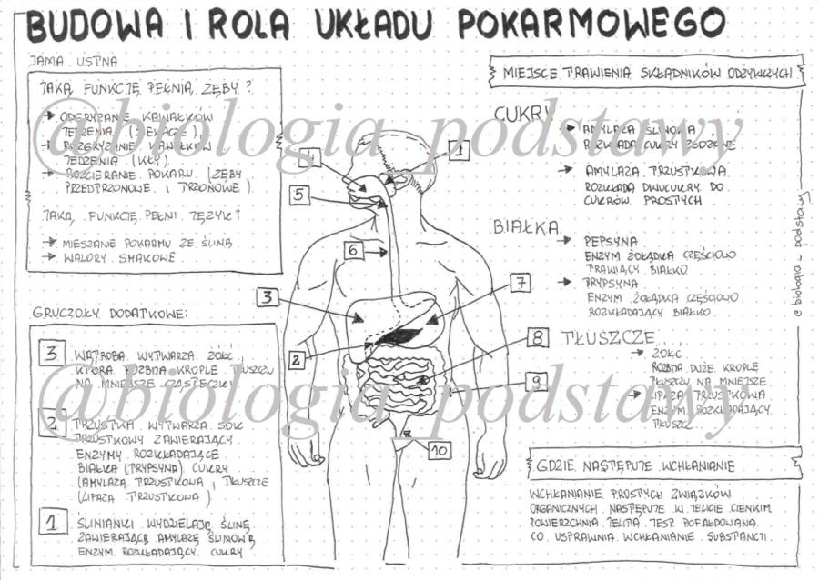 Klasa 7 - Budowa i rola układu pokarmowego - sketchnotka