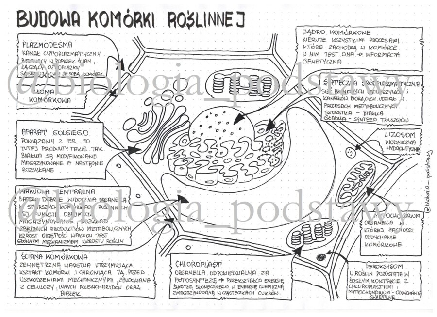 Klasa 5 - Budowa komórki roślinnej - uzupełniona sketchnotka