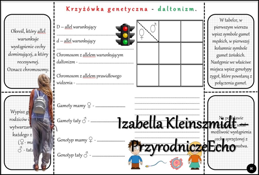 Notatka okienkowa/stacja zadaniowe/notatka/notatka graficzna/karta pracy/sketchnotka „Dziedziczenie płci u człowieka”, „Daltonizm - krzyżówki genetyczne”, „Hemofilia - krzyżówki genetyczne” , „Jak zapisać krzyżówkę genetyczną?” w pdf. Biologia 8 dział „G