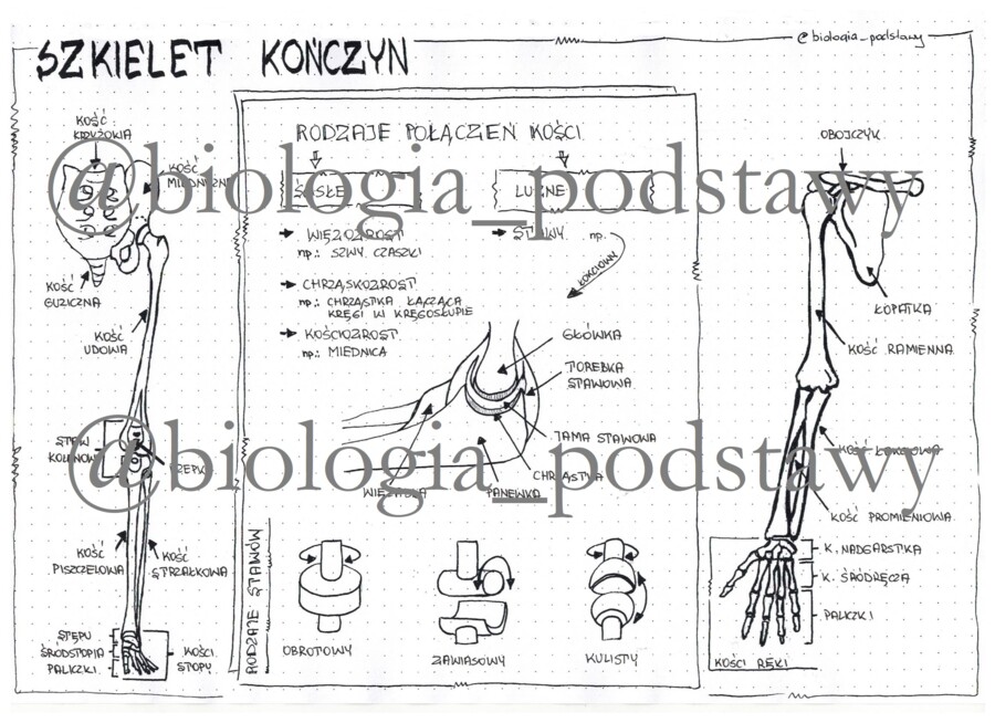 Klasa 7 - Szkielet kończyn i ich obręczy - sketchnotka