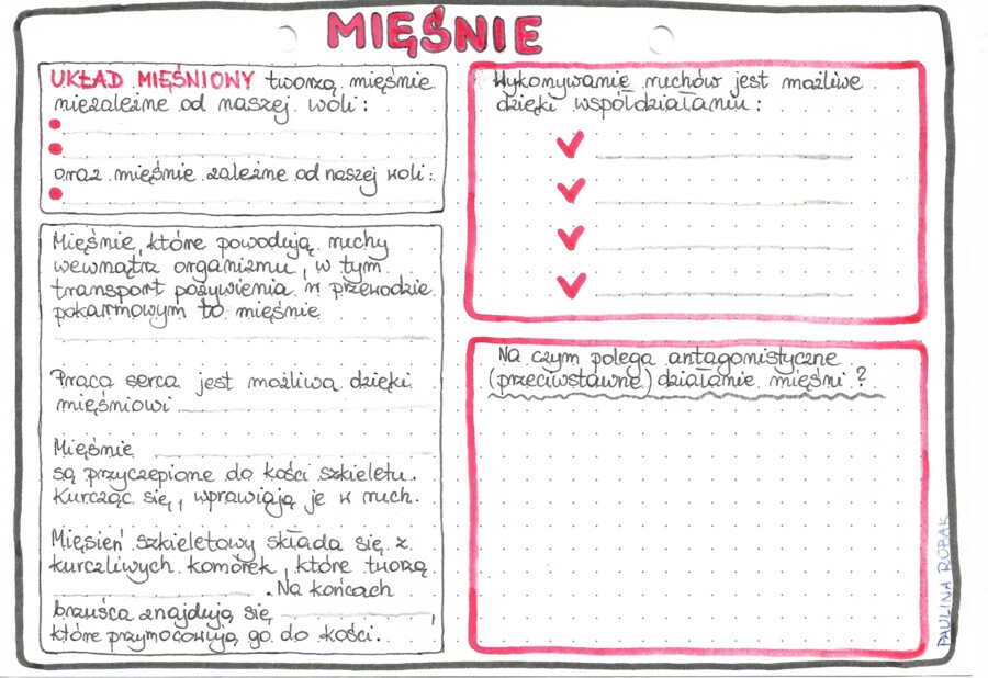 Układ mięśniowy - klasa 7 - kolor