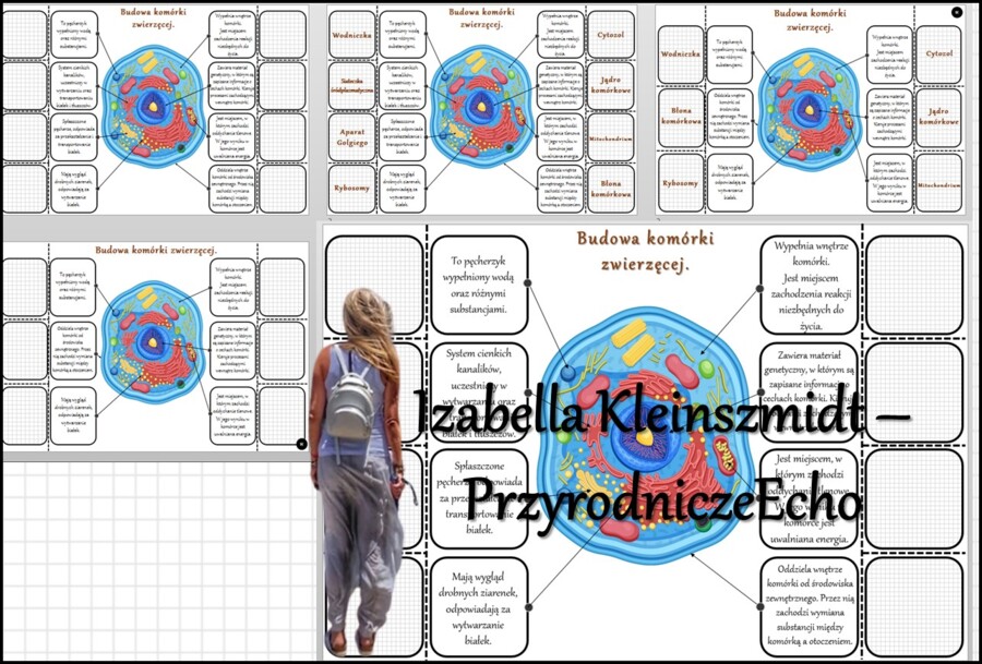 Notatka okienkowa/stacja zadaniowe/notatka/notatka graficzna/karta pracy/sketchnotka „Budowa komórki zwierzęcej” w pdf. Biologia 5 dział „Budowa i czynności życiowe organizmów”. Materiał wykonany na podstawie podręcznika z wydawnictwa Nowa Era – nowość 2