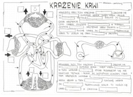 Klasa 7 - Krwiobiegi - KP