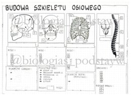 Klasa 7 - Budowa szkieletu osiowego - KP