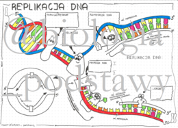Klasa 8 - Replikacja DNA - sketchnotka