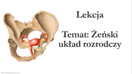 Klasa 7 - Żeński układ rozrodczy - prezentacja