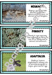 Zima - Wszystko o reniferach