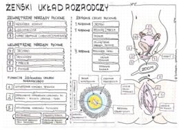 Żeński układ rozrodczy - klasa 7 - kolorowa sketchnotka