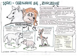 Ssaki - klasa 6 - kolorowa sketchnotka cz.3