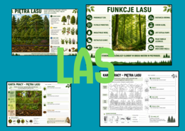 Las - funkcje, piętra lasu