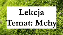 Mchy - klasa 5 - prezentacja