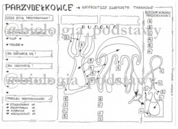 Klasa 6 - Parzydełkowce - karta pracy