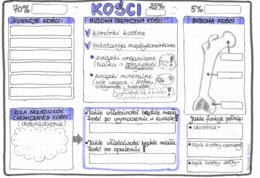 Kości - układ szkieletowy (kostny) - klasa 7 - kolor