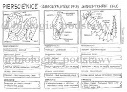 Klasa 6 - Pierścienice - sketchnotka