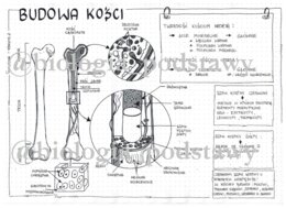 Klasa 7 - Budowa kości - sketchnotka