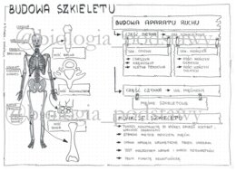 Klasa 7 - Budowa szkieletu - sketchnotka