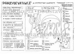 Klasa 6 - Parzydełkowce - sketchnotka