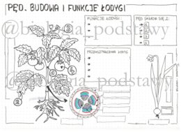 Klasa 5 - Pęd. Budowa i funkcje łodygi - KP