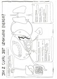 Jak z cukru powstaje energia - klasa 5