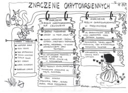 Okrytonasienne - klasa 5 - sketchnotka cz.3