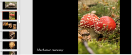 43 GATUNKI GRZYBÓW - PREZENTACJA ZDJĘCIOWA