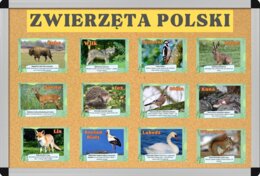 Gazetka Zwierzęta polski