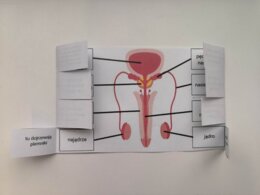 Układ rozrodczy męski - okienkowa notatka
