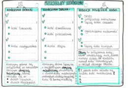 Układ szkieletowy (kostny) - szkielet kończyn - klasa 7 - kolor